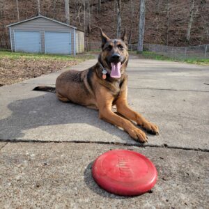 Knox: Belgian Malinois Mix